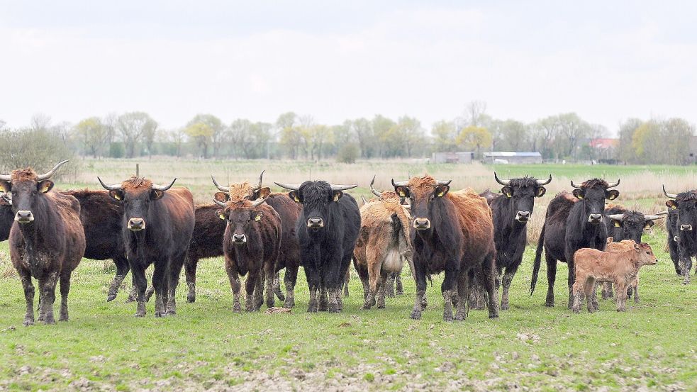 Die Heckrinder der Nabu-Beweidungsprojekte in Coldam und Nüttermoor waren beliebte Fotomotive. Foto: Wolters