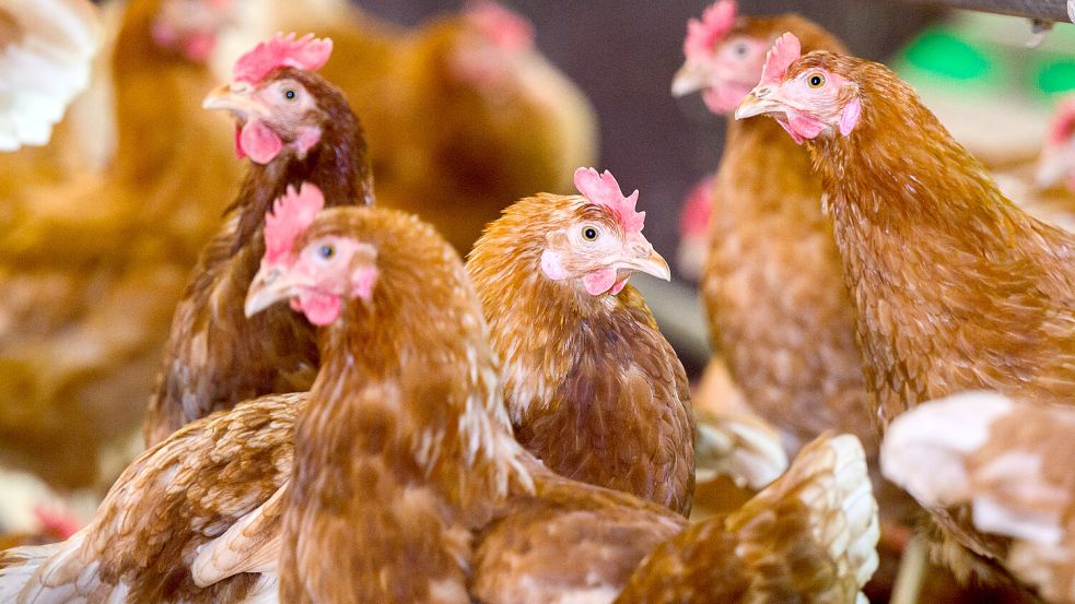 Immun gegen die Vogelgrippe? Ein Forscherteam setzte ein verändertes Gen bei Hühnern ein. Was dabei heraus kam. Foto: dpa/Julian Stratenschulte
