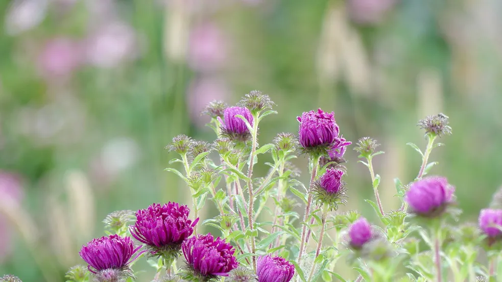 Dieses Bild zeigt die Rauhblatt-Aster (Sorte: Rubinschatz). Foto: Berends-Lüürßen