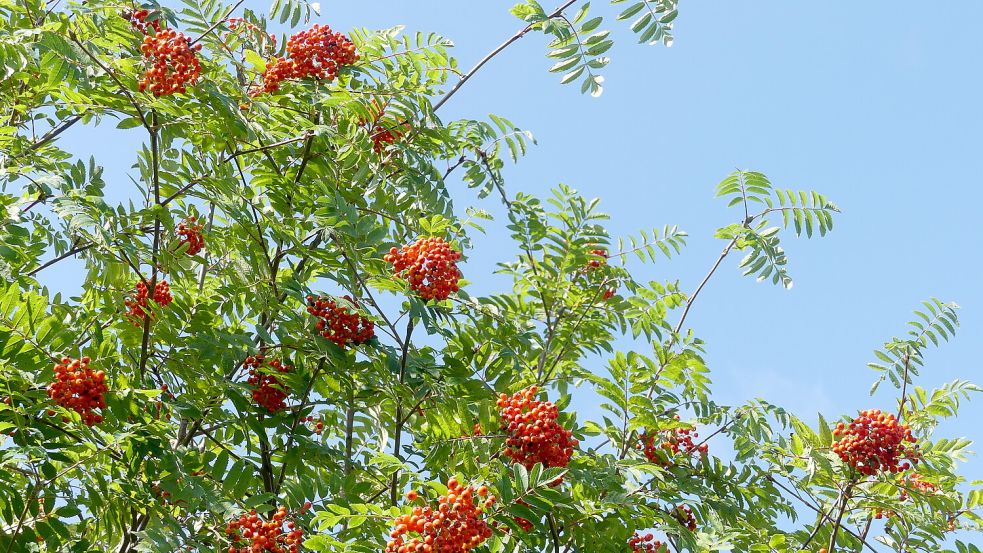 Die Eberesche mit ihren orange leuchtenden Beeren und schönen cremefarbenen Blütendolden ist dekorativ und wird von Vögeln gerne angenommen. Foto: Behrends-Lüürßen