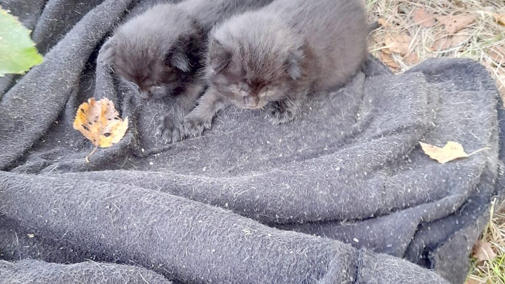 Die beiden Kitten wurden in Burlage an der Forststraße ausgesetzt. Foto: Privat