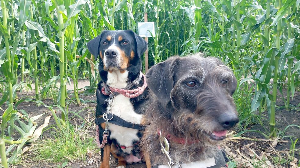 Auf die Unterstützung ihrer Hunde kann Clarissa Scherzer zählen. Außer sie riechen ein Reh und wollen querfeldein laufen. Foto: Scherzer