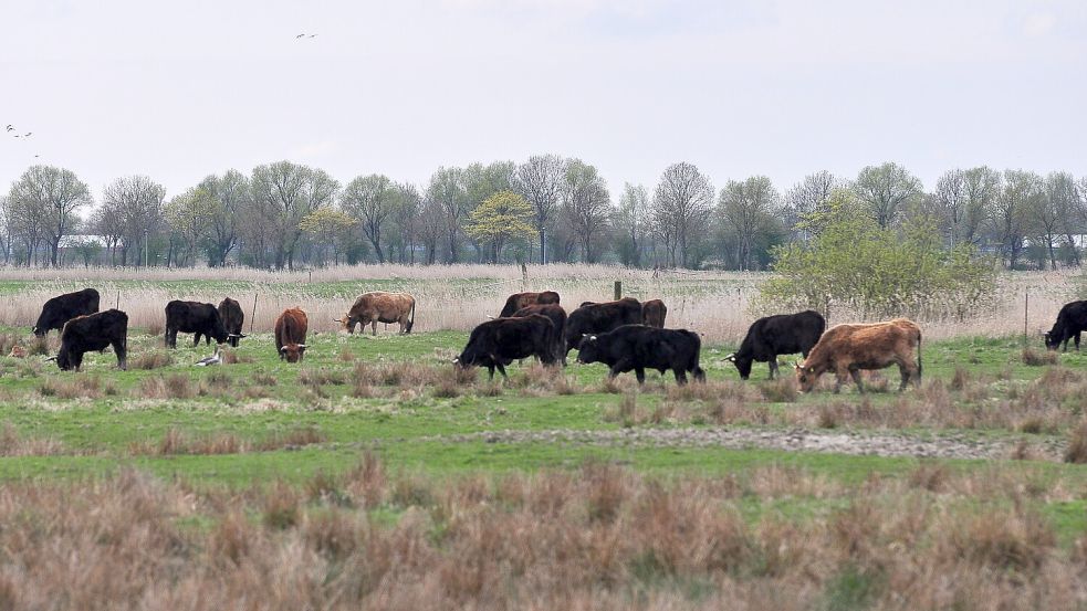 Die Heckrindherde in Coldam wurde bereits aufgelöst. Die Tiere wurden in andere Beweidungsprojekte gebracht, von privaten Tierhaltern übernommen oder per Weideschuss getötet. Das Fleisch bietet der Nabu Woldenhof zum Kauf an. Archivoto: Gettkowski