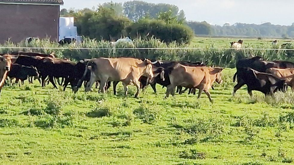 Heckrinder und Koniks werden von den Beweidungsprojekten des Nabu im Landkreis Leer verschwinden. Foto: Gettkowski