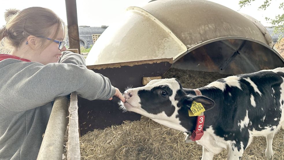 Leidenschaft für Landwirtschaft: Annika Wilgen kümmerte sich auf dem Hof von Anita und Michael Lucasen in Elisabethfehn auch um Kühe und Kälber. Foto: Wimberg