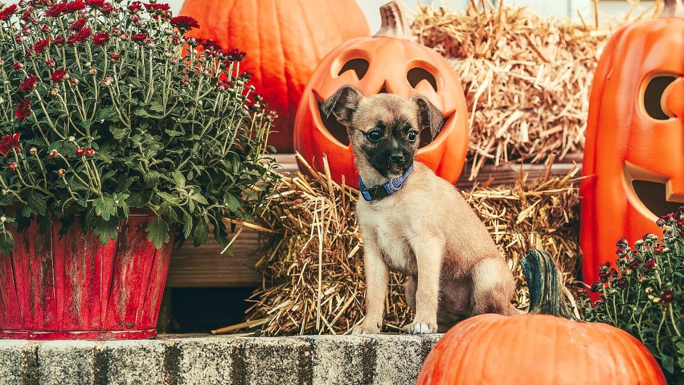 Im Tierheim Jübberde wird bereits am Wochenende Halloween gefeiert – mit einem Flohmarkt. Symbolfoto: Pexels/Juan Varg
