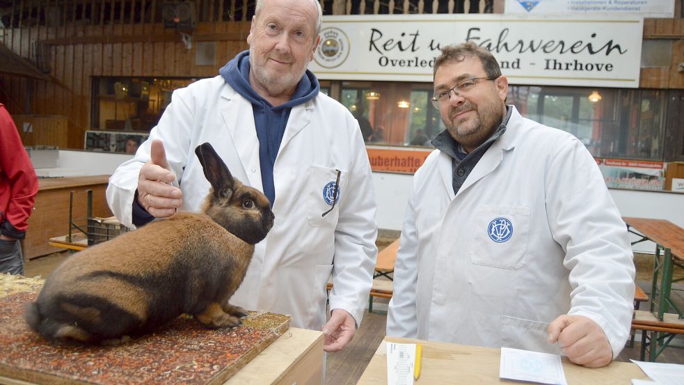 Am Freitag erfolgte bereits die Bewertung der Rassekaninchen durch sechs Preisrichter. Foto: Weers