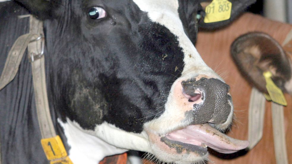 Bei einem Rind im Emsland wurde die Blauzungenkrankheit festgestellt. Symbolfoto: Roeger/DPA/Archiv