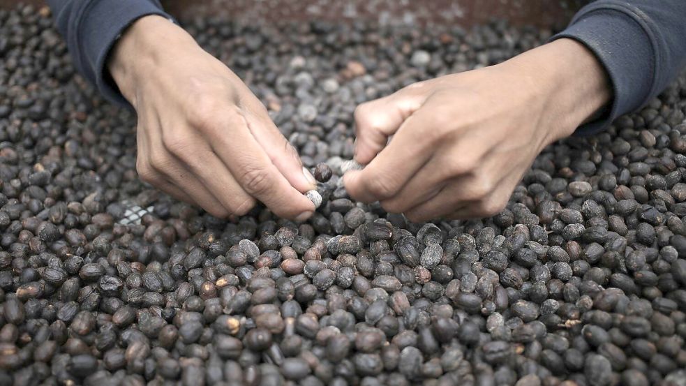 „Geisha“: Der teuerste Kaffee Panamas. Foto: Mauricio Valenzuela/dpa-tmn