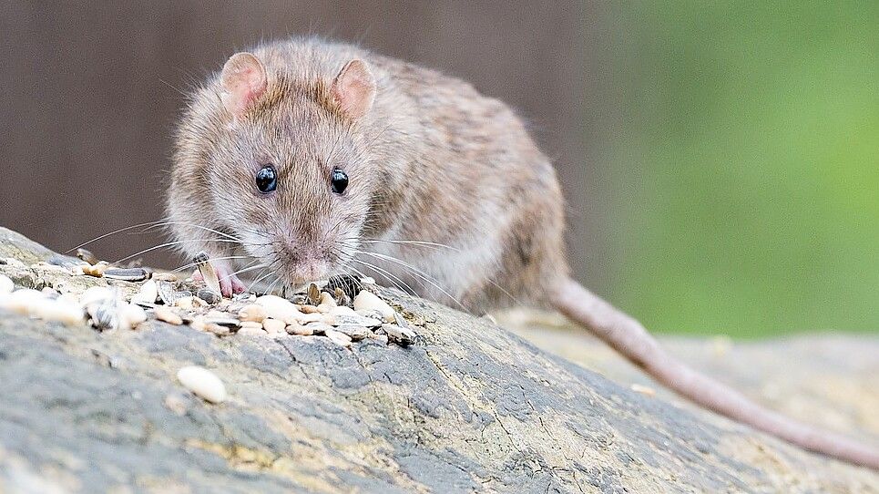 Ratten finden in der Nähe von Menschen oft einen gedeckten Tisch vor. Kleintier- oder Vogelfutter-Reste stellen in Problem dar. Foto: wolfgangvogt_lb
