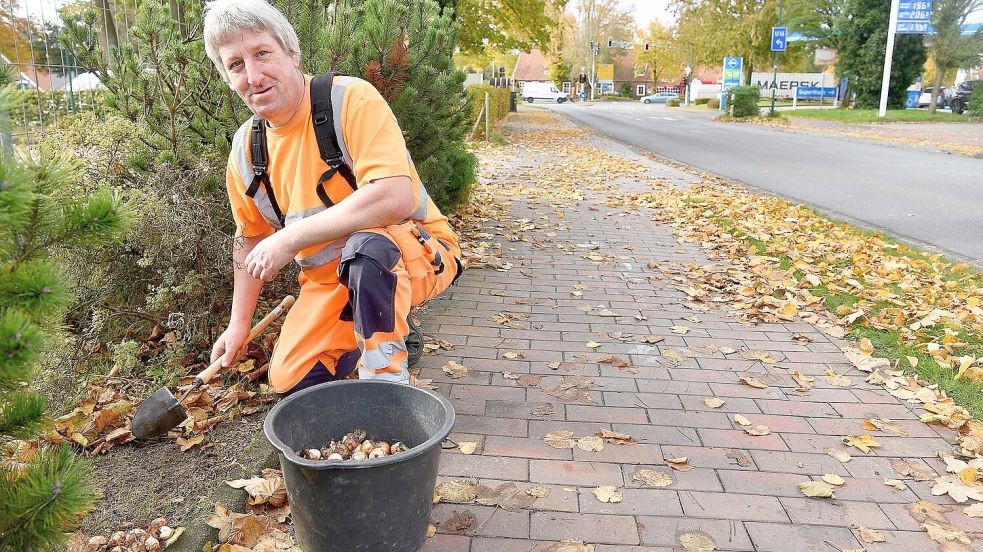 An der Oldenburger Straße in Hesel hat Gemeindearbeiter Frank Haupt mit dem Pflanzen der Narzissen begonnen. Foto: Stromann