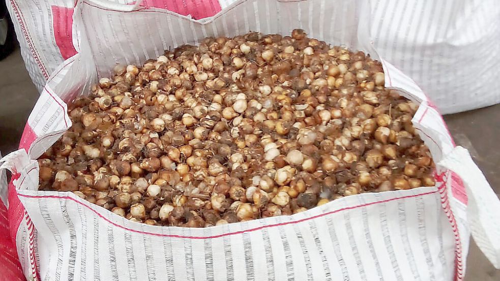 In jedem dieser Bigbags stecken Abertausende Blumenzwiebeln. Foto: Stromann