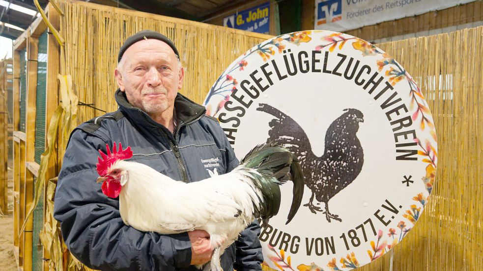 Heinrich Bluhm aus Flachsmeer, der seit 45 Jahren Geflügel züchtet, präsentierte am Sonnabend in Papenburg stolz seinen preisgekrönten Hahn der Rasse Ostfriesische Möwe, silber-schwarzgeflockt. Foto: Lohmann