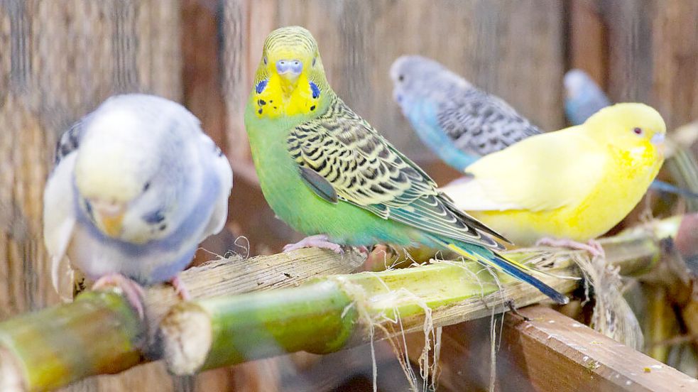 Züchter präsentierten ihre Vögel - hier ein Schwarm bunter Wellensittiche. Man kann die Tiere nicht nur ansehen, sondern viele von ihnen auch kaufen. Foto: Lohmann