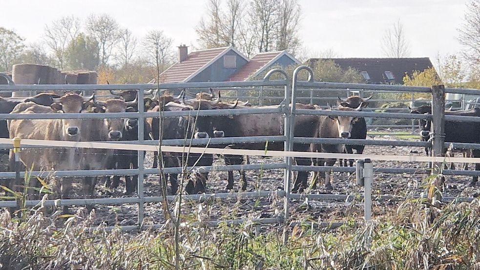 Auf der Weide in Nüttermoor wurden inzwischen einige Tiere geschlachtet – nicht nur Bullen, sondern auch nicht tragende Kühe. Das Fleisch wird in kleinen Mengen vom Woldenhof Wiegboldsbur verkauft. Foto: Gettkowski