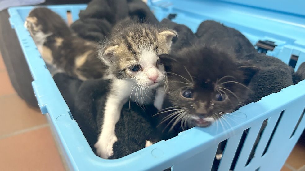 Drei von ihnen suchen in einigen Wochen ein neues Zuhause. Darunter diese zwei Kitten.