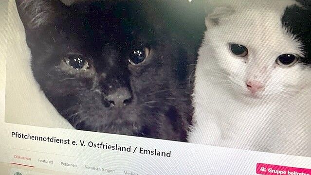 Der Pfötchennotdienst ist im sozialen Netzwerk facebook zu finden. Dort kann man sich über die Arbeit des Vereins schlau machen. Foto: Janßen