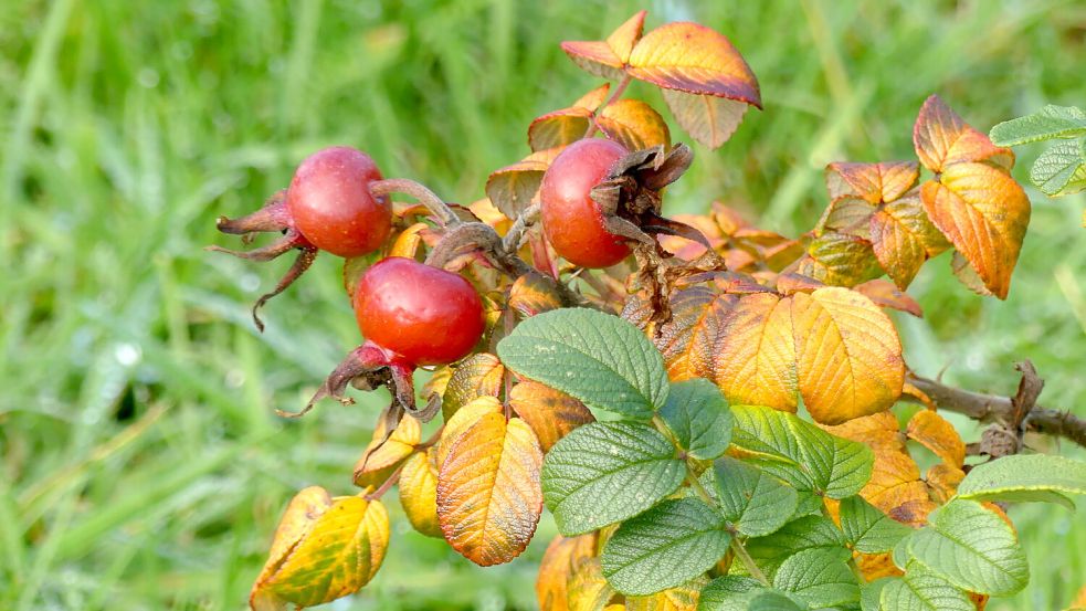 Bunte Blätter und – wie auf diesem Foto – Hagebutten sorgen für einen schönen Anblick im Garten. Foto: Berends-Lüürßen