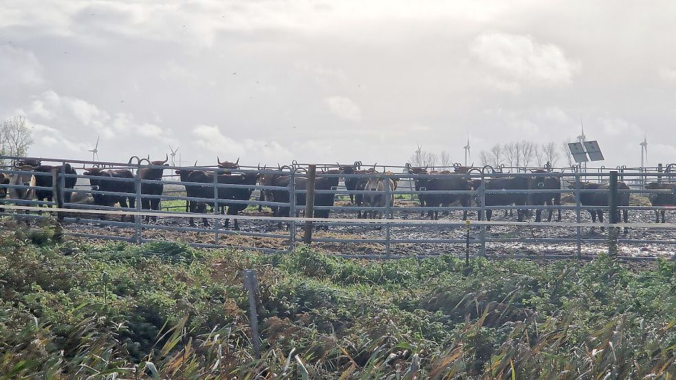 Die Heckrinder auf der Weide in Nüttermoor sind tragend. Foto: Gettkowski