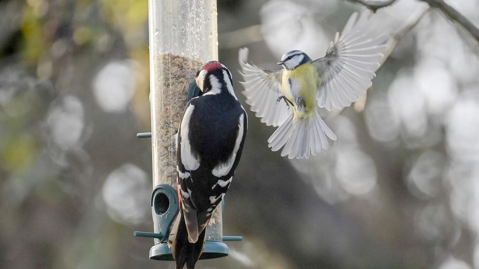 Eine Blaumeise fliegt einen Futterspender an, an dem gerade ein Buntspecht sitzt. Foto: Sebastian Gollnow/dpa