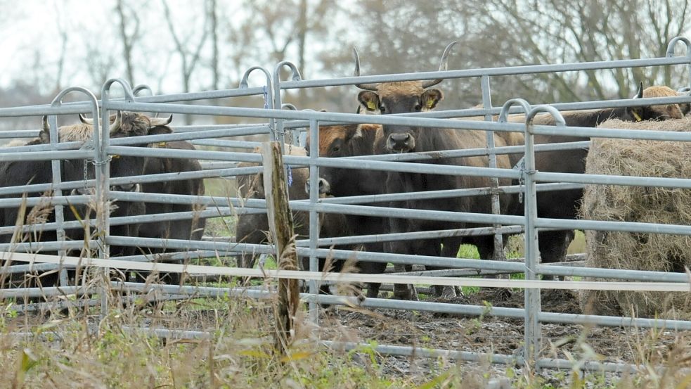 Die Heckrinder sind verkauft. Foto: Wolters