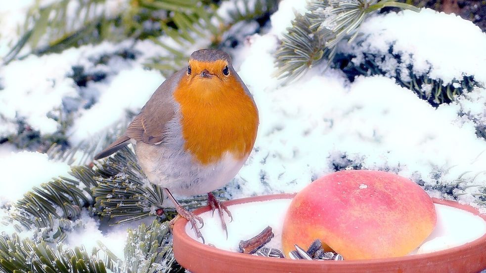 Im Winter kehrt Ruhe in den Garten ein. Man kann Vögel füttern und aus dem Fenster das Leben im frostigen Freien beobachten. Foto: Pixabay
