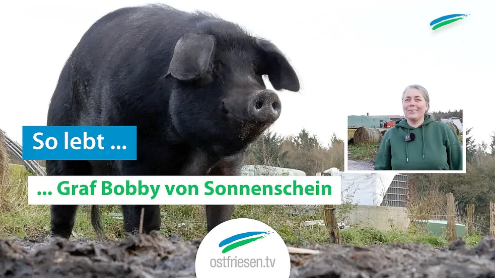 Schwein Bobby wohnt in Aurich. Bild: Martens