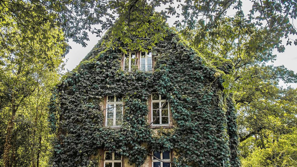 Hier hat der Efeu ein ganzes Haus erobert. Schädlich oder nicht? Foto: Imago Images/Shotshop