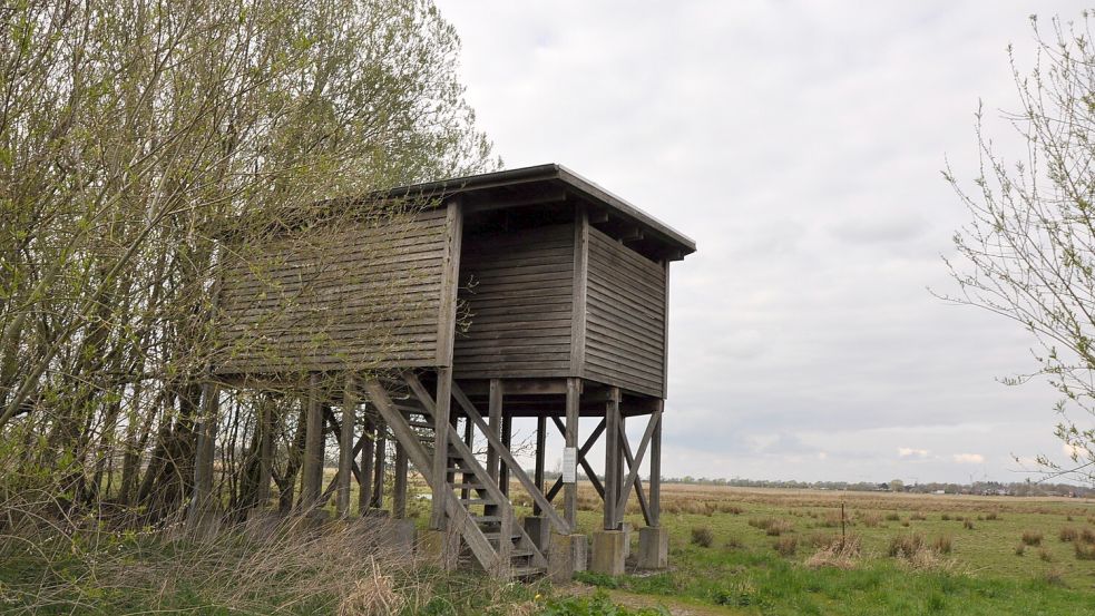 Vom Aussichtsturm in Coldam aus kann man nur noch Gänse und Reiher beobachten. Heckrinder und Koniks sind von den Flächen verschwunden. Foto: Gettkowski