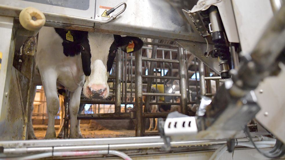 Ungefähr sechs Wochen nach Anschaffung haben sich die Kühe an die neuen Melkroboter gewöhnt. Foto: Ortgies
