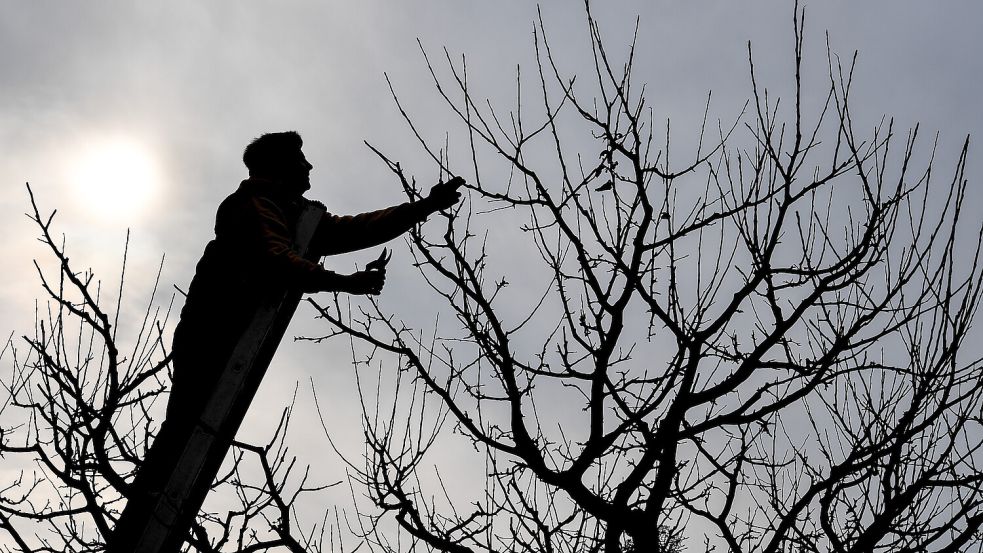 Ein Mann beschneidet die Äste eines Apfelbaumes. Foto: Patrick Pleul/dpa-Zentralbild