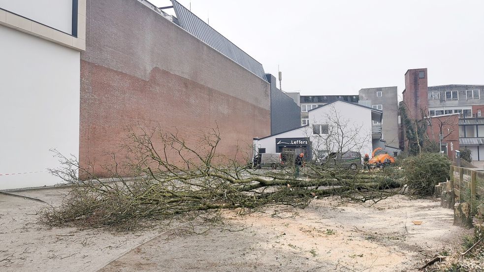 Die Bäume hinter dem ehemaligen Schuhhaus Bockstiegel, was jetzt Leffers gehört, wurden gefällt. Foto: Terhorst