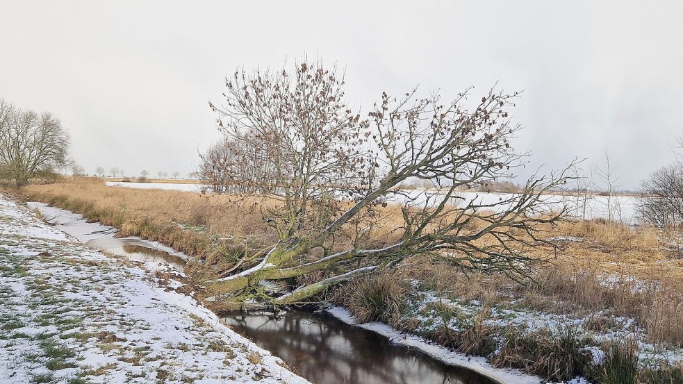 Dieser Baum ist entwurzelt worden und wird ebenfalls entfernt. Foto: Gettkowski