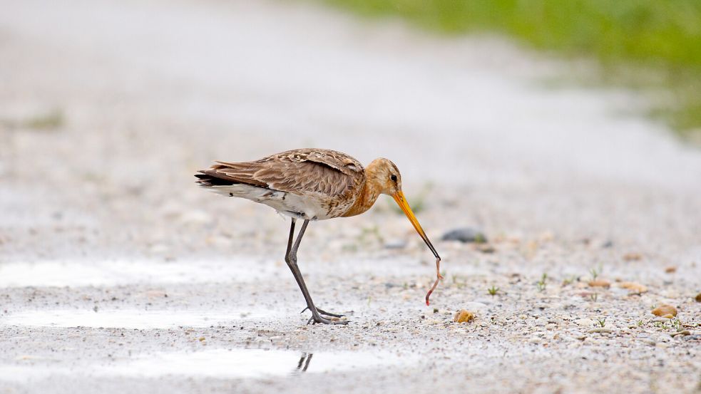 Für Wiesenbrüter wie diese Uferschnepfe sollen die Brutbedingungen im Vogelschutzgebiet verbessert werden. Büsche und Bäume, auf denen ihre Feinde Gelege und Küken ausspähen können, sollen deshalb verschwinden. Foto: Landkreis Leer