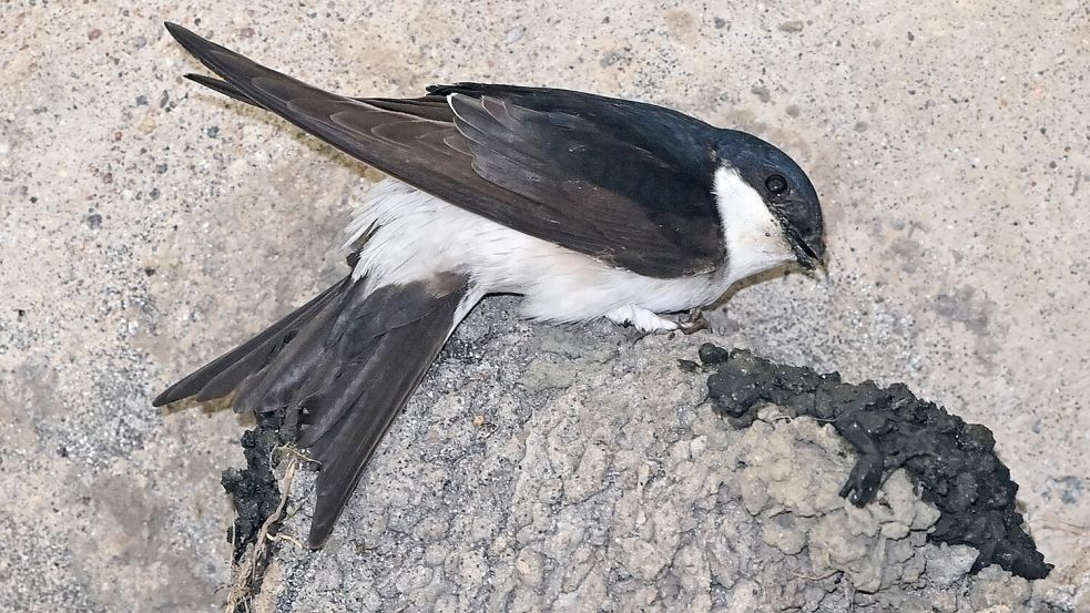 Mehlschwalben bauen runde und fast geschlossene Lehmnester an Gebäuden, Dach- oder Fassadenvorsprüngen. Foto: DPA