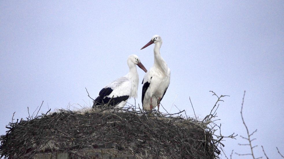 Das Storchenpaar Pünktchen und Gustav sitzt am späten Dienstagnachmittag in der Abenddämmerung auf dem Nest in Bibelte. Foto: Kruse