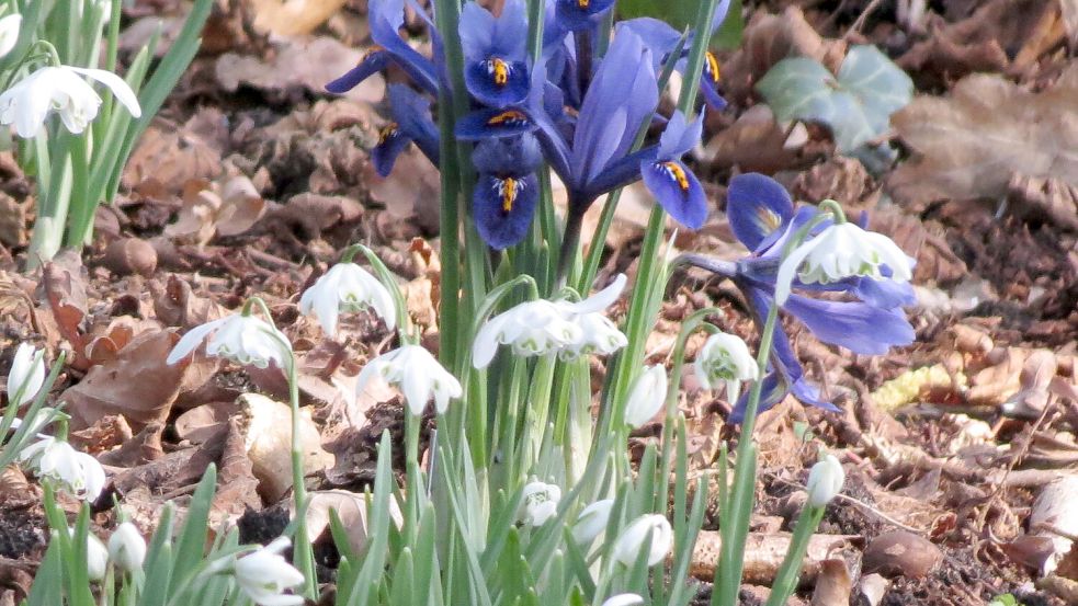 Die Netzblatt-Iris blüht im Februar. Foto: Lüürßen