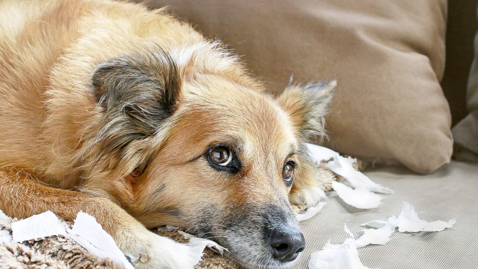 Kleine Ursache, große Wirkung: In einem Fall verursachte ein Hund mit zerfetztem Klopapier einen enormen Wasserschaden. Foto: IMAGO/BE&W