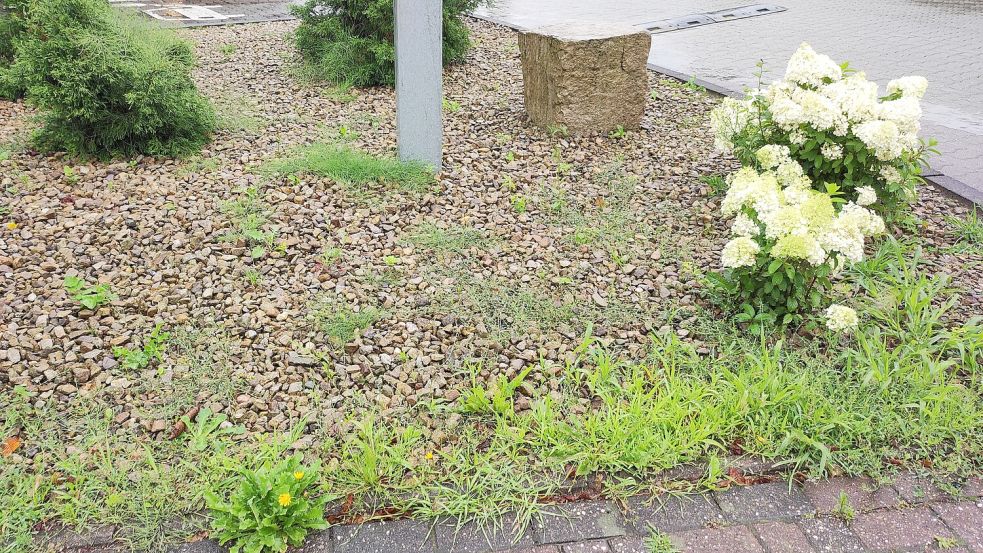 Durch Steine kein Unkraut vor dem Haus? Der Plan geht leider oft nicht auf. Foto: Nadja Krause