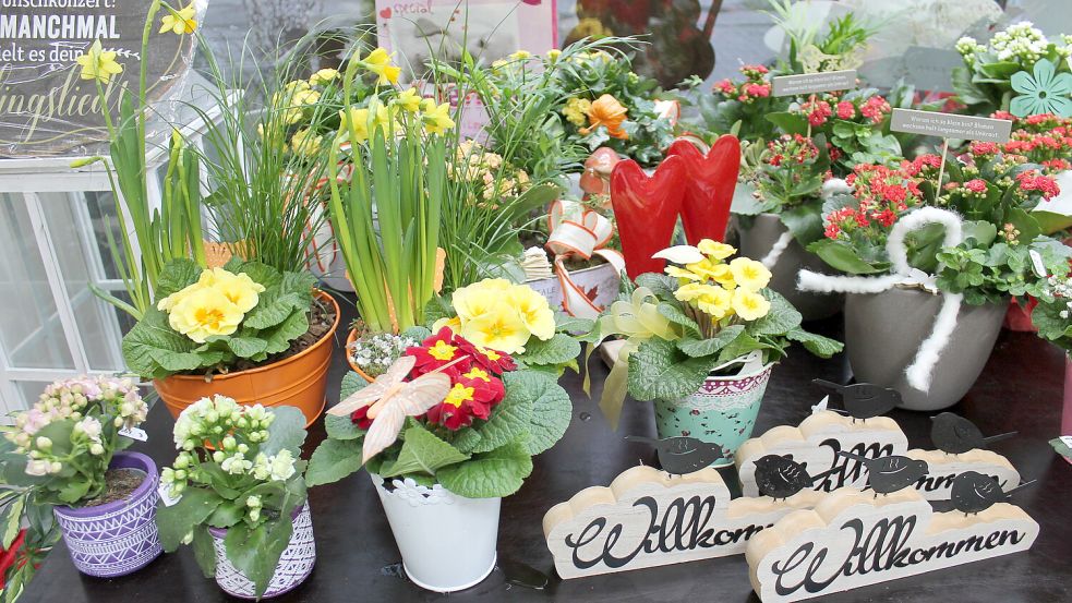 Momentan sind Frühlingsblumen wie Narzissen und Primeln sehr gefragt.