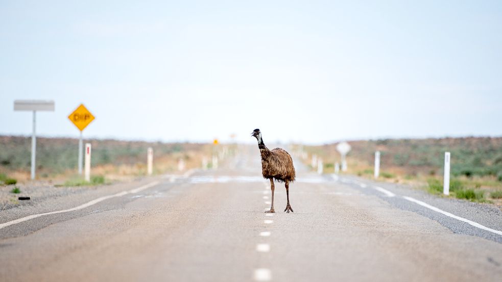 Einige Regionen in Australien verzeichneten am Wochenende einen Anstieg der Temperaturen auf fast 50 Grad. Aufgrund der hohen Gefahr von Buschfeuern blieben in einigen Städten sogar die Schulen geschlossen. Foto: dpa/Stuart Walmsley