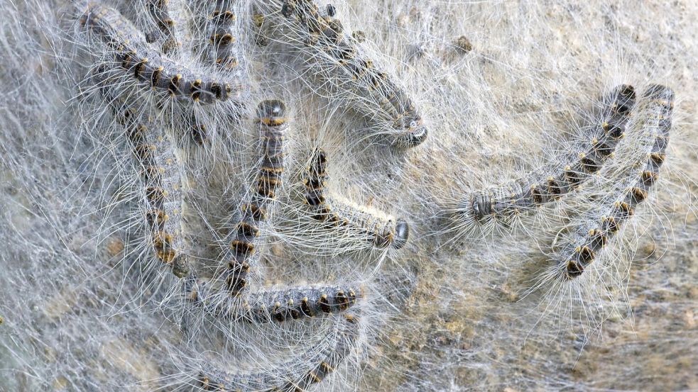 So sieht ein Nest von Prozessionsspinner aus - in diesem Fall sind es Eichenprozessionsspinner. Foto: IMAGO/imagebroker