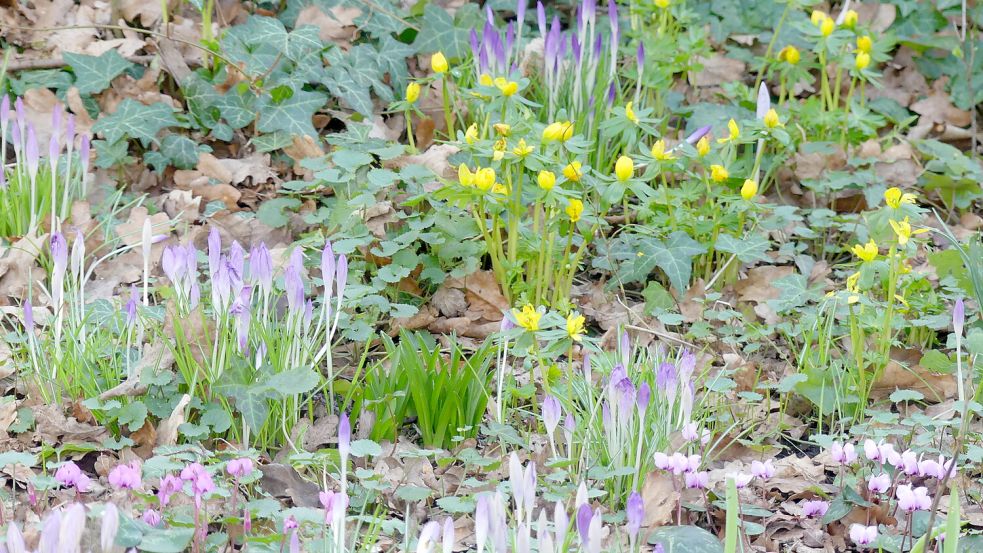 Im Garten von Karin Berends-Lüürßen beginnt der Vorfrühling. Foto: berends-Lüürßen