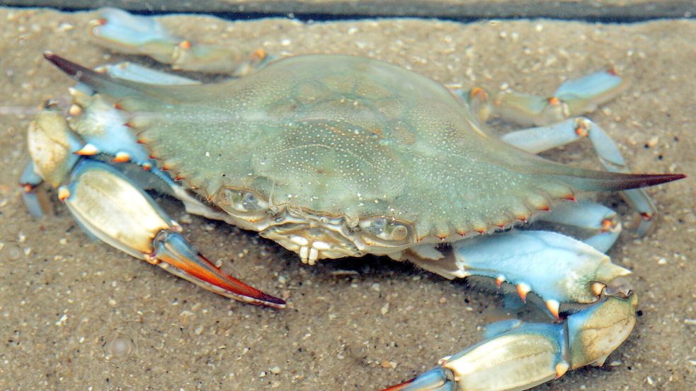 In Teilen Italiens breitet sich die Blaukrabbe sehr schnell aus und stellt die Fischereibetriebe vor eine große Herausforderung. Foto: dpa/Ingo Wagner