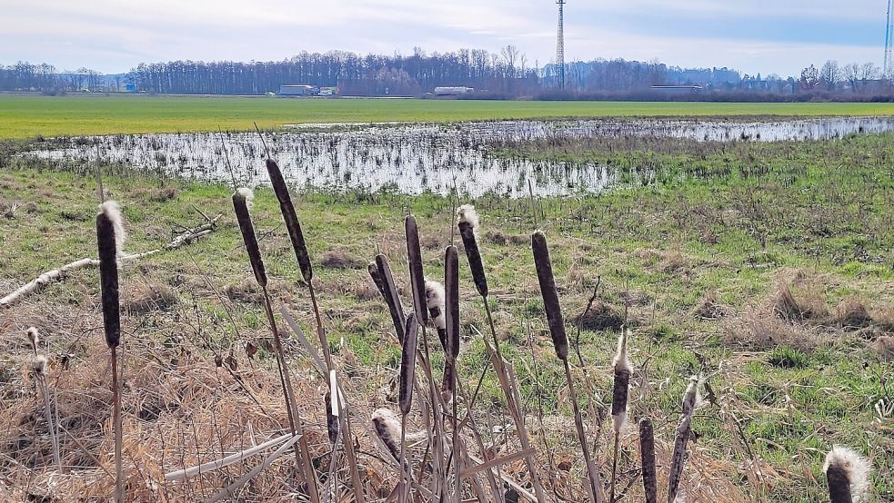Dieses Feld im sächsischen Ammelshain kaufte Wreesmann für sein Logistikzentrum. Im Hintergrund rollen Lastwagen über die Autobahn 14. Foto: Thomas Kube