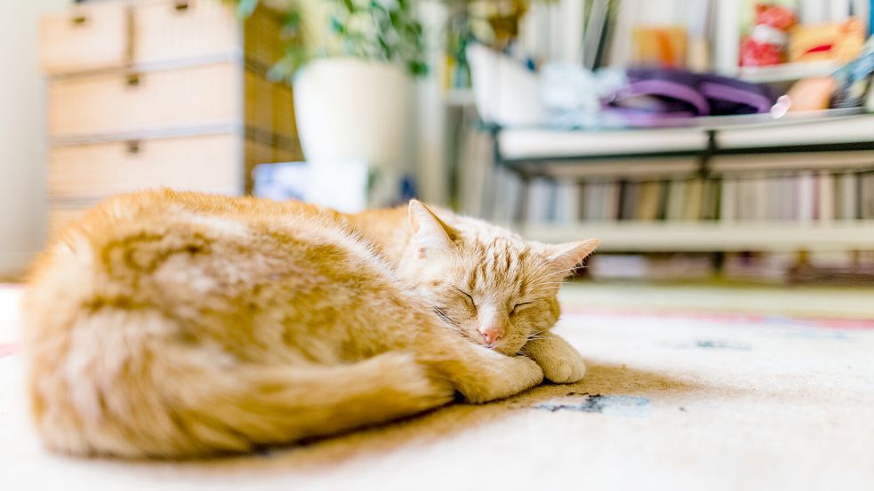 Ob der Vermieter dem Halten eines bestimmten Haustieres in der Wohnung zustimmt, hängt grundsätzlich davon ab, ob die Haltung zum mietvertraglichen Gebrauch der Wohnung passt. Foto: dpa/Markus Scholz