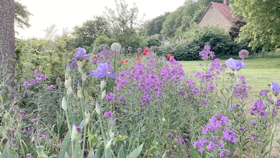 Der Anteil an Prachtstauden war in diesem Beet einst größer. Aber hat es sich durch das vermehrte Vorkommen der Nachtviole zu seinem Nachteil verändert? Das liegt allein im Auge des Betrachters. Foto: Julia Kuhlmann