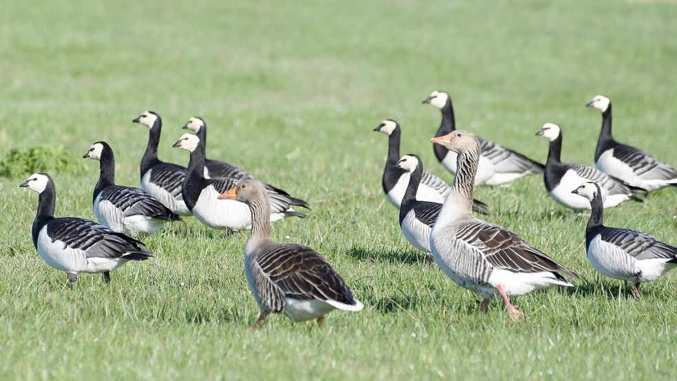 Nonnen- und Graugänse kann man zurzeit in großen Massen auf dem Grünland im Rheiderland beobachten. Foto: Wolters