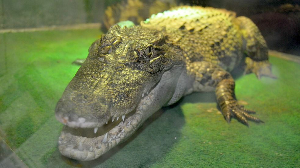 So sieht ein Siamkrokodil-Teeniemädchen aus: Noch lebt das 2017 in der Schweiz geschlüpfte Tier bei Häselbarth in Quarantäne. In dieser Eingewöhnungsphase ist Ruhe unerlässlich. Doch ab etwa Mai kommt „Guillaume“, wie die Schweizer das Krokodil nach ihrem Nationalhelden Wilhelm Tell genannt haben, in den öffentlich zugänglichen Teil des Seelter Reptilienhuus‘. Foto: Fertig