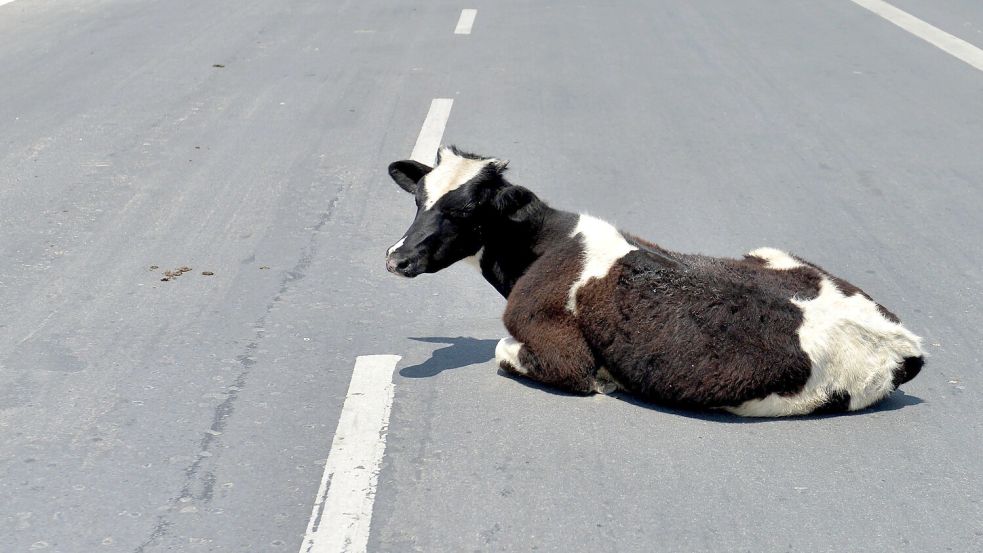 In Filsum waren – wie auf diesem Symbolfoto – Kühe auf der Straße. Foto: Partha Sarkar/XinHua/dpa